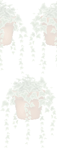セイヨウキヅタの壁紙／条件付きフリー画像