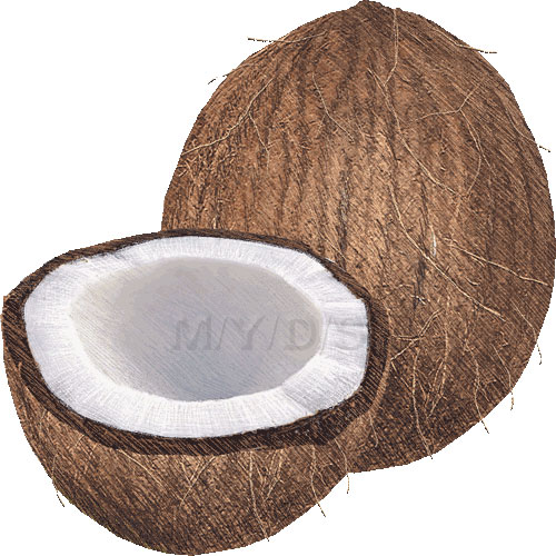 ココナッツのイラスト／条件付フリー素材集