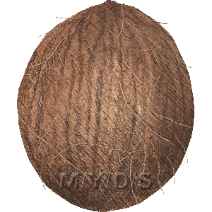 ココナッツ 椰子の実のイラスト 条件付フリー素材集
