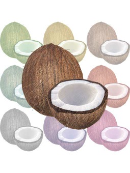 ココナッツ・椰子の実のポストカード／無料イラスト