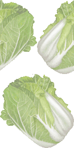 白菜の壁紙／フリー画像