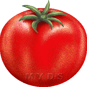 トマト／フリー素材集