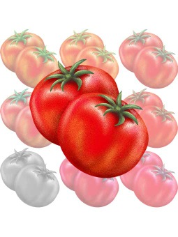 トマトのポストカード／無料イラスト