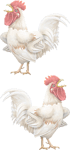 鶏の壁紙／非営利無料イラスト