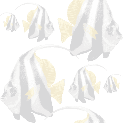491 リアル旗立鯛＞旗立鯛（はたたてだい）のテキスタイル図案／非商用無料イラスト