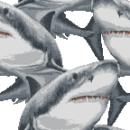 リアルタッチ頬白鮫（ホホジロザメ）＜サメのイラスト壁紙／条件付フリー素材