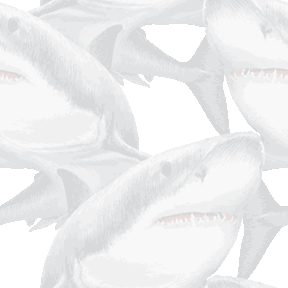 149 リアルホオジロザメ＞鮫（さめ）のテキスタイル図案／非商用無料イラスト