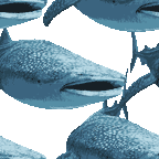 リアルタッチ甚平鮫（ジンベイザメ）＜サメのイラスト壁紙／条件付フリー素材