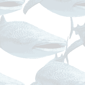 150 リアルジンベエザメ＞鮫（さめ）のテキスタイル図案／非商用無料イラスト