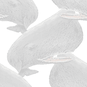 145 リアルマッコウクジラ＞鯨（くじら）のテキスタイル図案／非商用無料イラスト