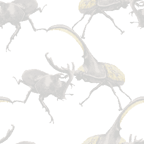 060 カブト虫対決＞甲虫（かぶとむし）のテキスタイル図案／非商用無料イラスト