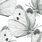 102 リアル紋白蝶のイラスト総柄
