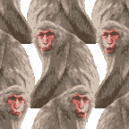 リアル日本猿（にほんざる）＜猿（さる）のイラスト壁紙／条件付フリー素材