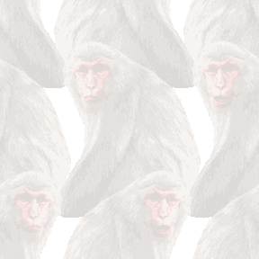 リアル日本猿（にほんざる）の背景図案
