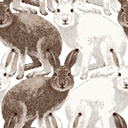 ユキウサギ・白（冬毛）・茶色（夏毛）＜ウサギのイラスト壁紙／条件付フリー素材