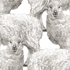 リアルタッチ羊＜羊（ひつじ）のイラスト壁紙／条件付フリー素材