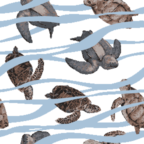 海亀（アカウミガメ、タイマイ、オサガメ）＜カメのイラスト壁紙／条件付フリー素材