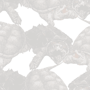 168 ワニガメ＆カミツキガメ＞亀（かめ）のテキスタイル図案／非商用無料イラスト