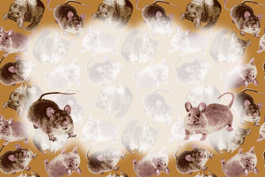 ネズミ3種＜鼠・子年（ねずみどし）のポストカードイラスト・無料