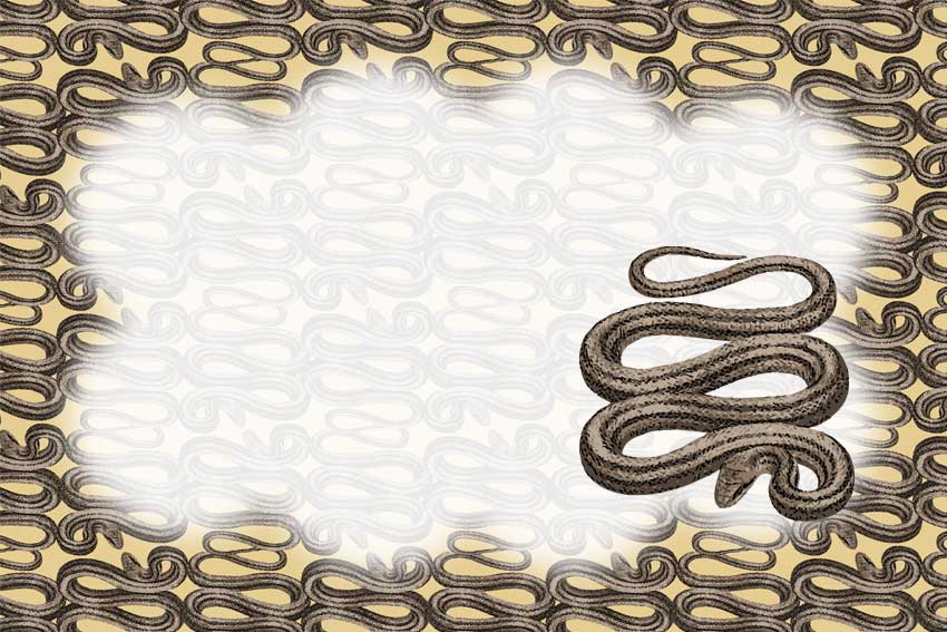 シマ蛇＜蛇・巳年（へびどし）のポストカードイラスト・無料