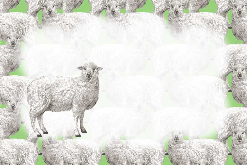 リアル羊＜羊・未年（ひつじどし）のポストカードイラスト・無料
