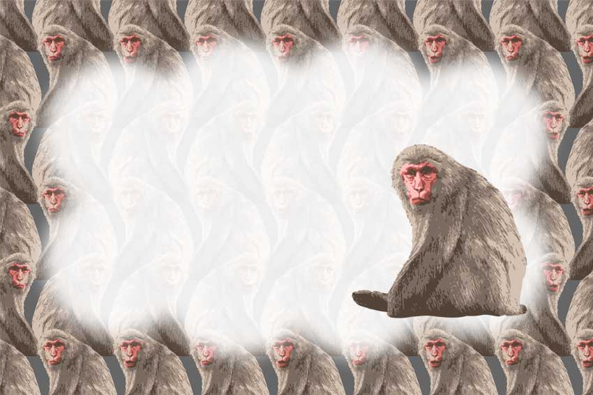 リアル日本猿＜猿・申年（さるどし）のポストカードイラスト・無料